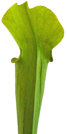 Sarracenia Rubra var. alabamensis "Autuga"