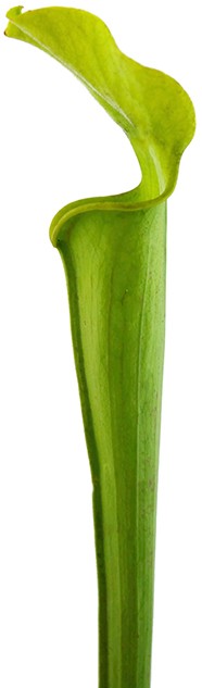 Sarracenia Rubra var. alabamensis "Autuga"