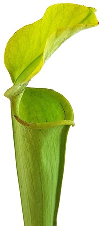 Sarracenia Rubra var. alabamensis "Autuga"