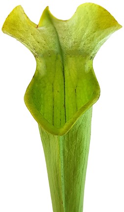 Sarracenia Rubra var. alabamensis "Autuga"