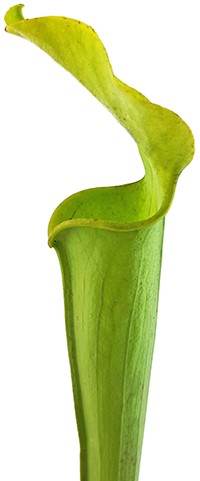 Sarracenia Rubra var. alabamensis "Autuga"