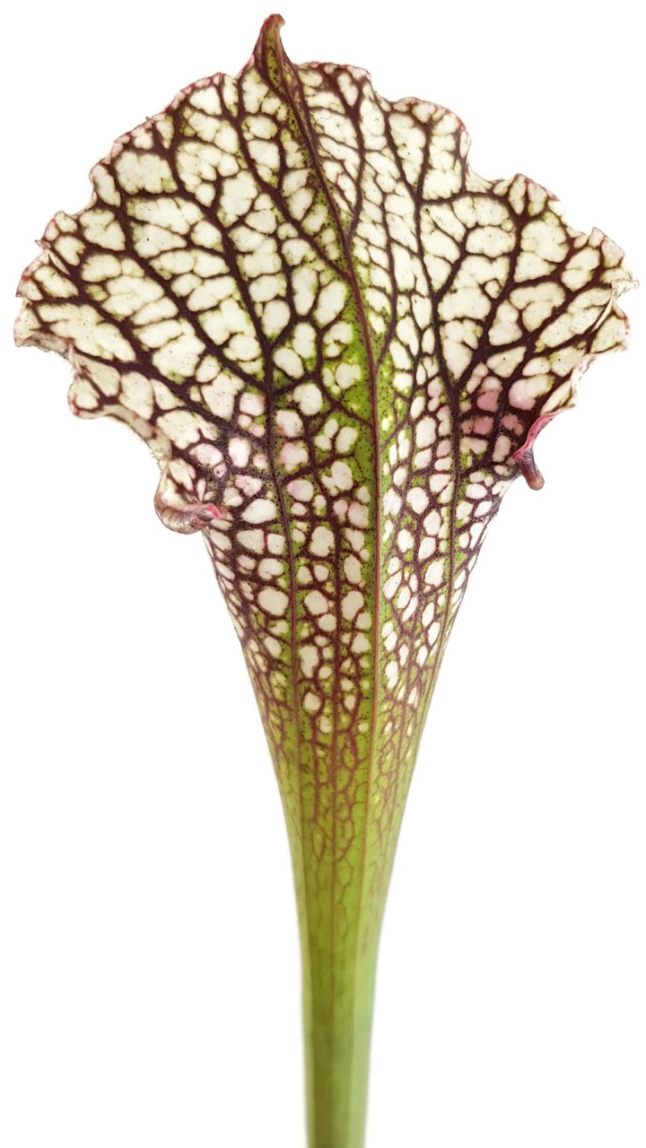 Sarracenia (x"Ladies in Waiting") X (Moorei Wilkerson"s White Knight) - seedgrown