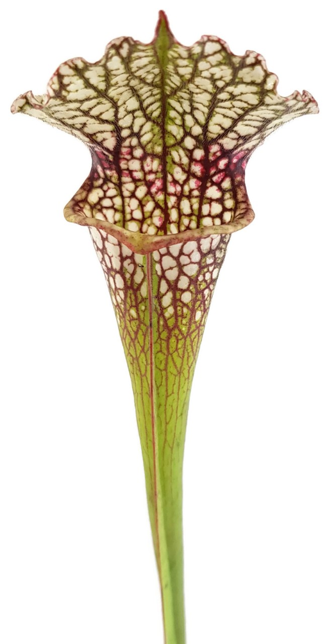 Sarracenia (x"Ladies in Waiting") X (Moorei Wilkerson"s White Knight) - seedgrown