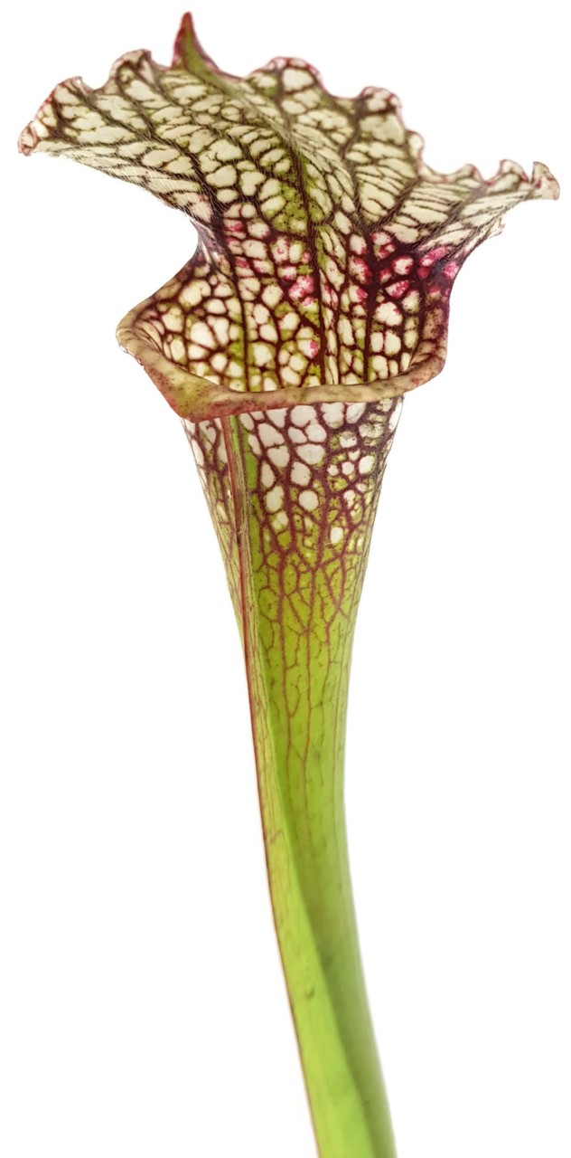 Sarracenia (x"Ladies in Waiting") X (Moorei Wilkerson"s White Knight) - seedgrown