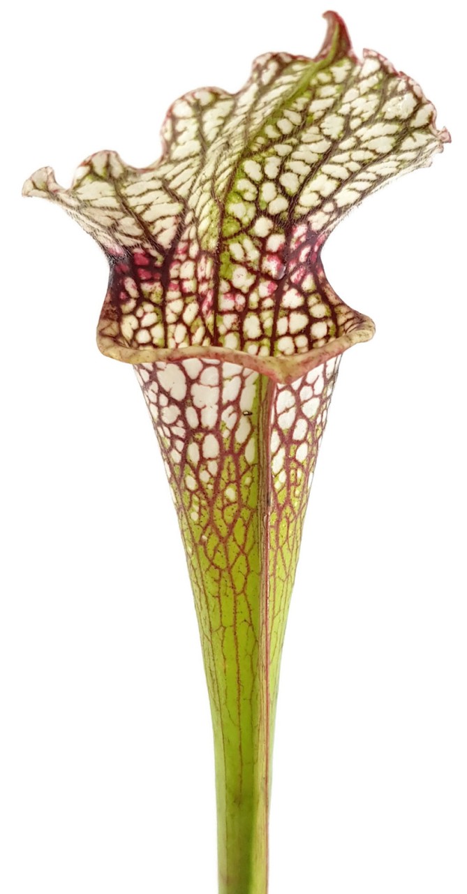 Sarracenia (x"Ladies in Waiting") X (Moorei Wilkerson"s White Knight) - seedgrown
