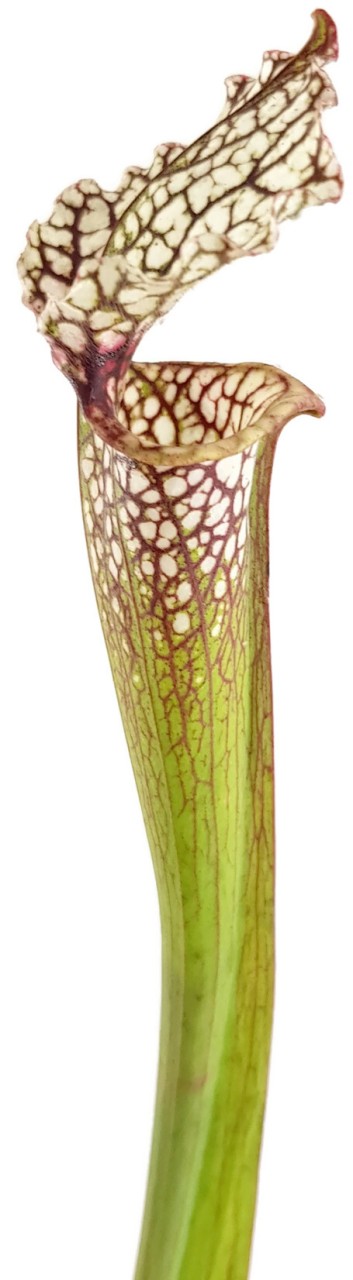 Sarracenia (x"Ladies in Waiting") X (Moorei Wilkerson"s White Knight) - seedgrown