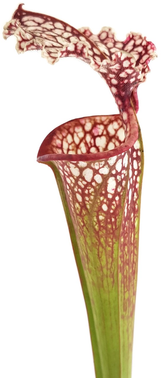 Sarracenia xMoorei Johanna X leucophylla "Purple & White Giant" - seedgrown