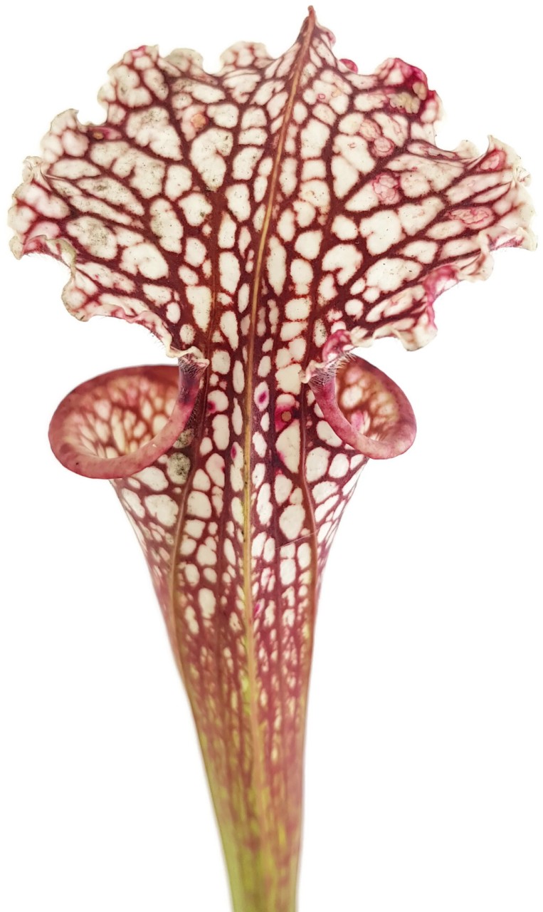 Sarracenia xMoorei Johanna X leucophylla "Purple & White Giant" - seedgrown