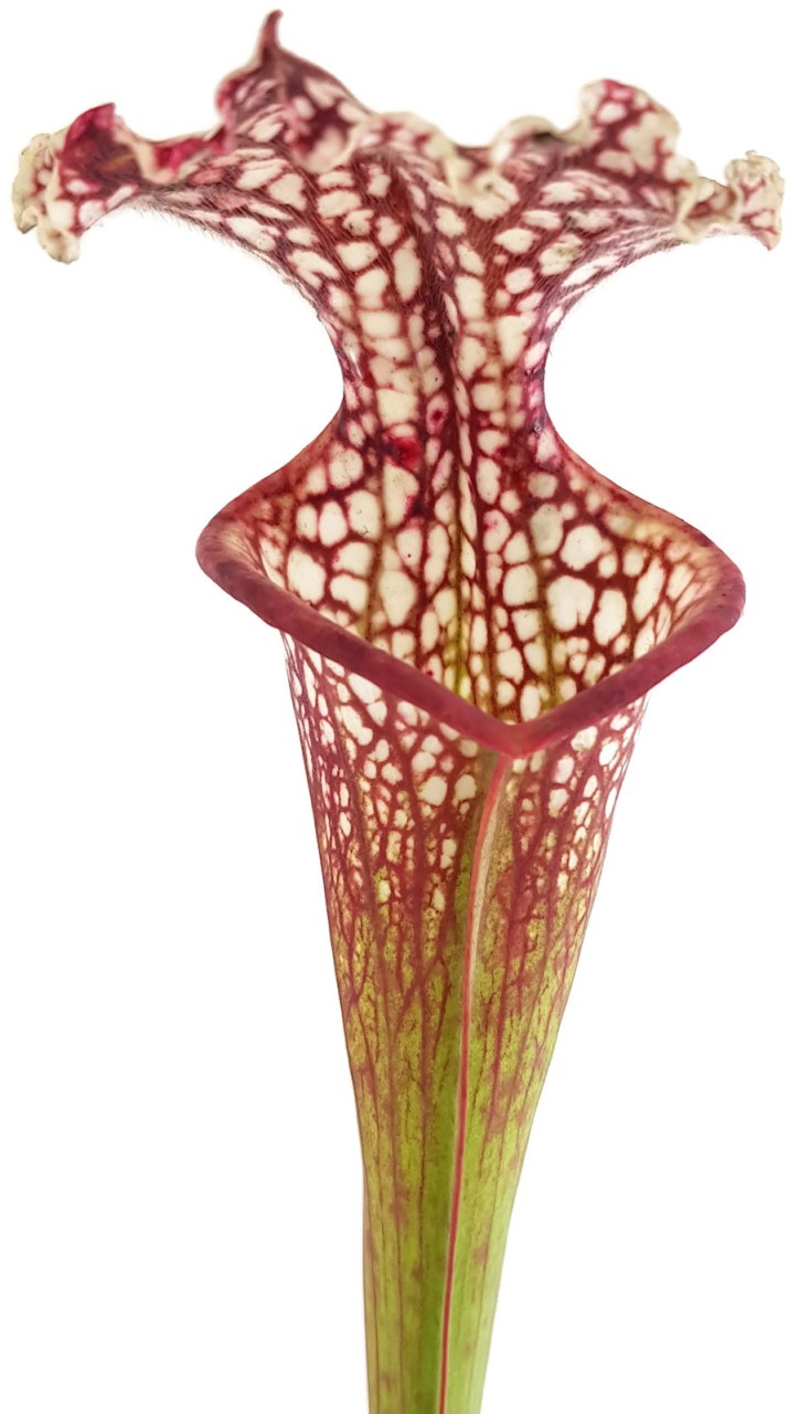 Sarracenia xMoorei Johanna X leucophylla "Purple & White Giant" - seedgrown