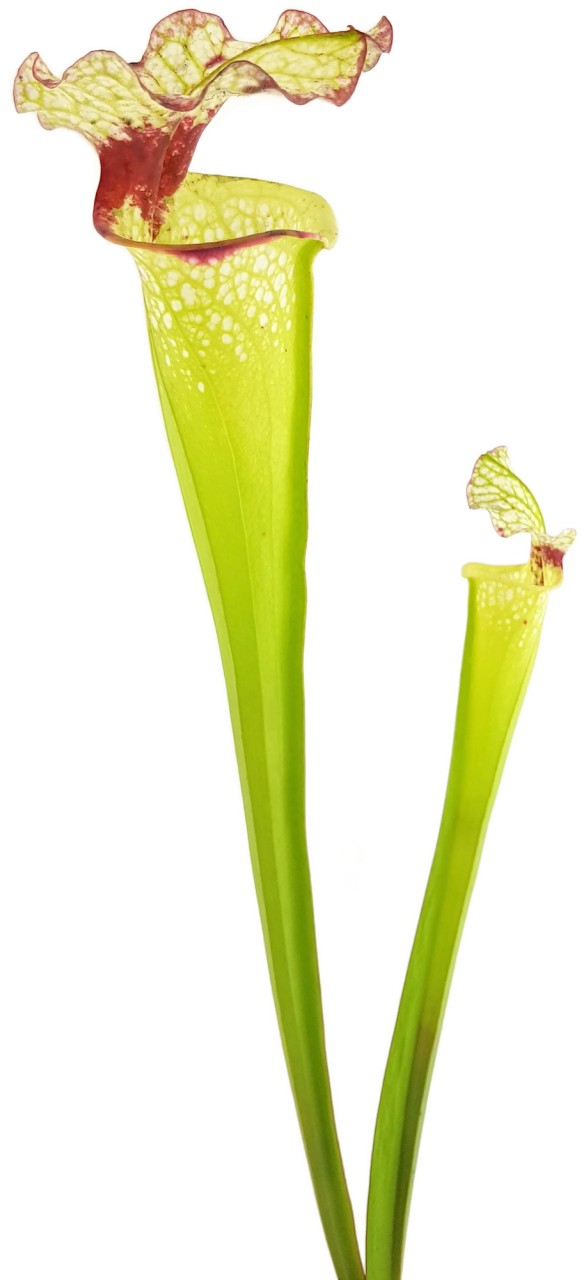 S. (xMoorei WWK x Wilkerson"s Red, Clone 1) X (xMoorei Leah Wilkerson, F2 Laurent) - seedgrown