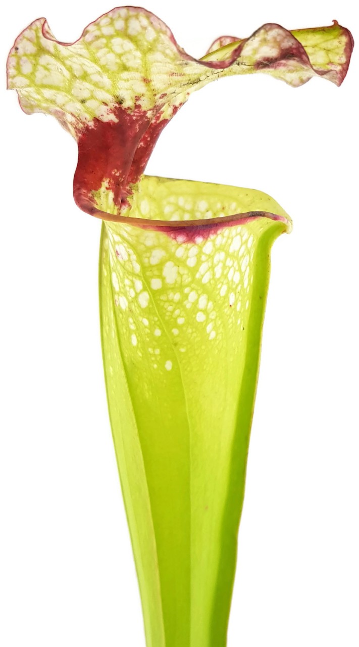 S. (xMoorei WWK x Wilkerson"s Red, Clone 1) X (xMoorei Leah Wilkerson, F2 Laurent) - seedgrown