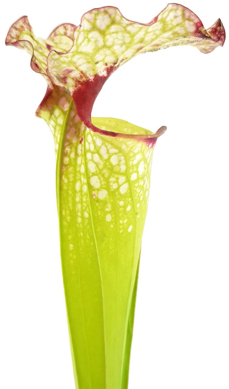 S. (xMoorei WWK x Wilkerson"s Red, Clone 1) X (xMoorei Leah Wilkerson, F2 Laurent) - seedgrown