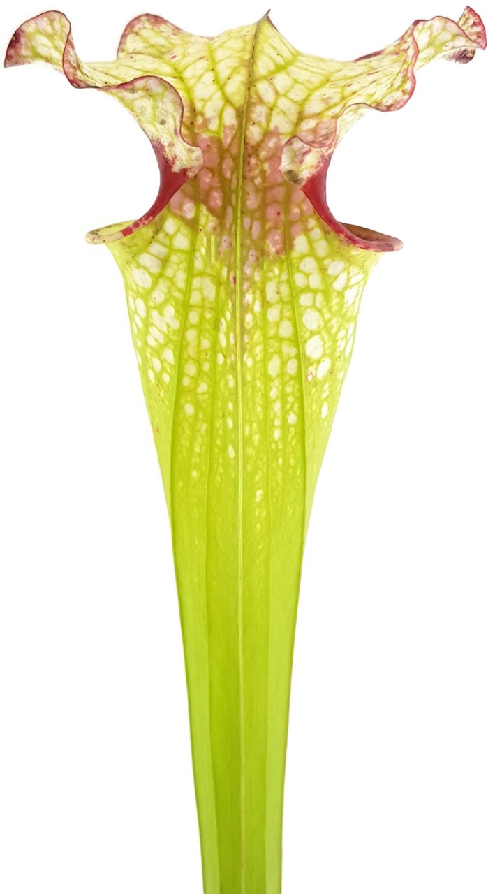 S. (xMoorei WWK x Wilkerson"s Red, Clone 1) X (xMoorei Leah Wilkerson, F2 Laurent) - seedgrown