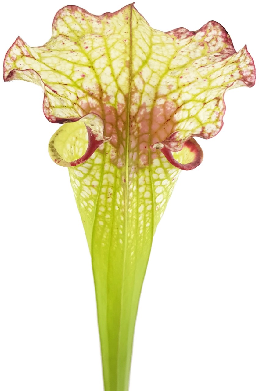 S. (xMoorei WWK x Wilkerson"s Red, Clone 1) X (xMoorei Leah Wilkerson, F2 Laurent) - seedgrown