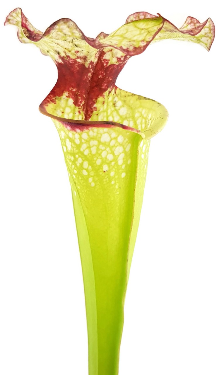 S. (xMoorei WWK x Wilkerson"s Red, Clone 1) X (xMoorei Leah Wilkerson, F2 Laurent) - seedgrown