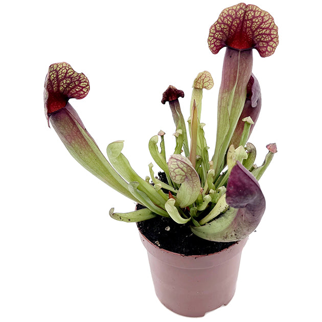 Sarracenia &