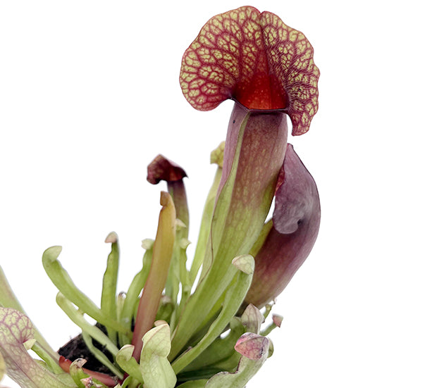 Sarracenia &
