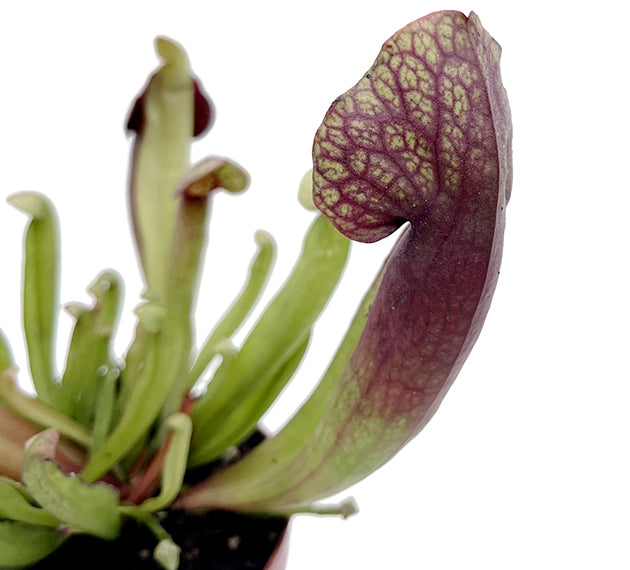 Sarracenia &