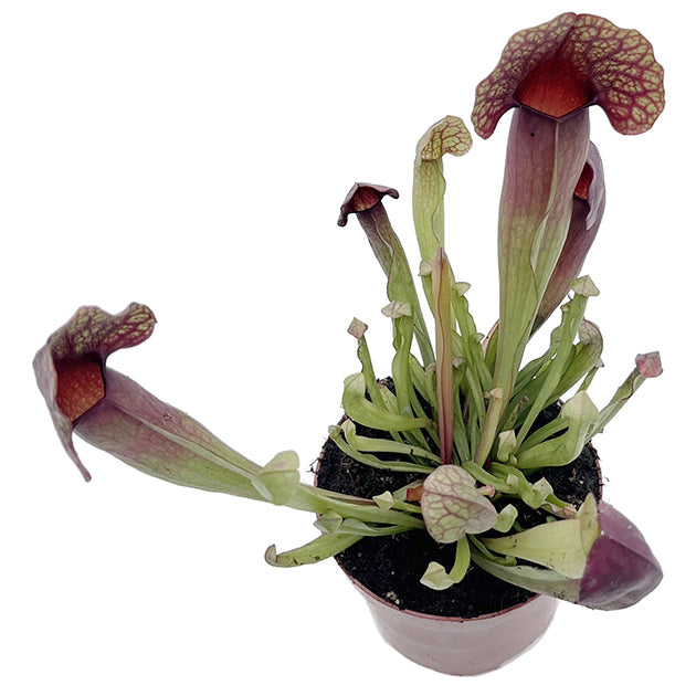 Sarracenia &