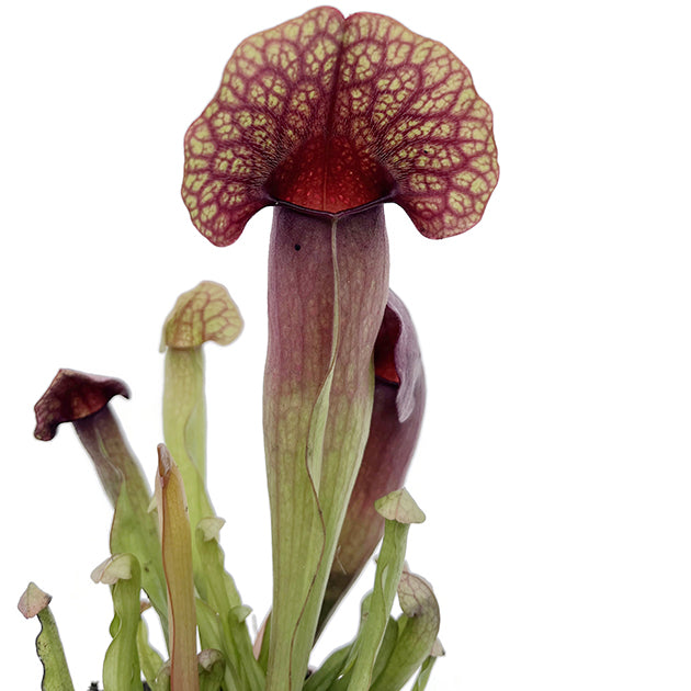 Sarracenia &