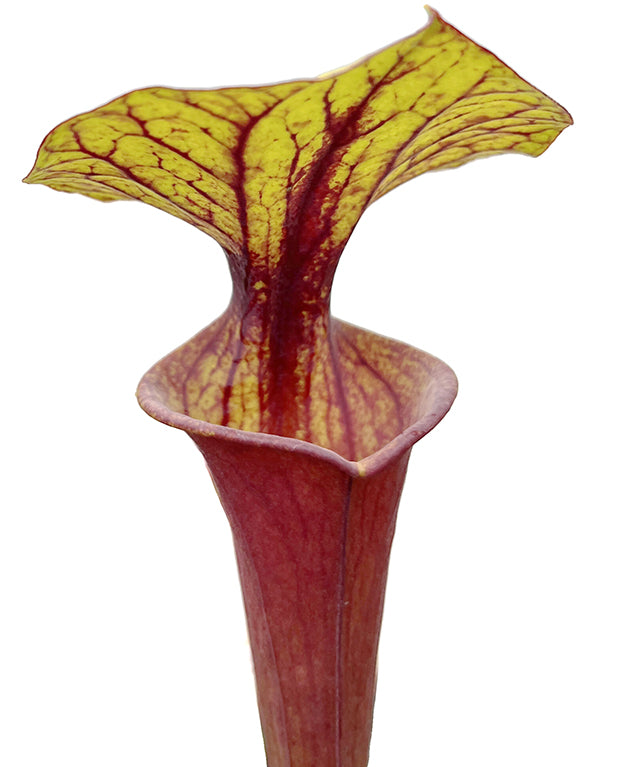 Sarracenia Flava var. rubricorpora Giant red tube, MK F21