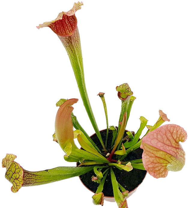Sarracenia X "Philadelphia"