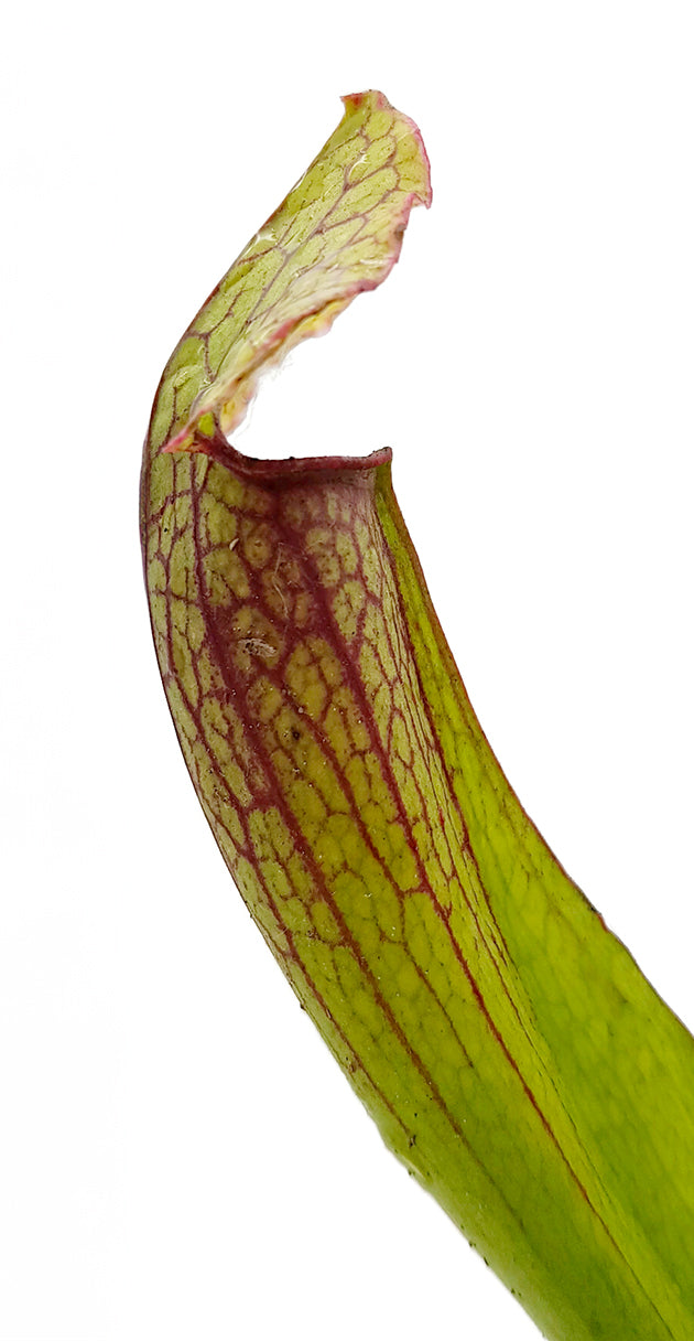 Sarracenia X "Philadelphia"