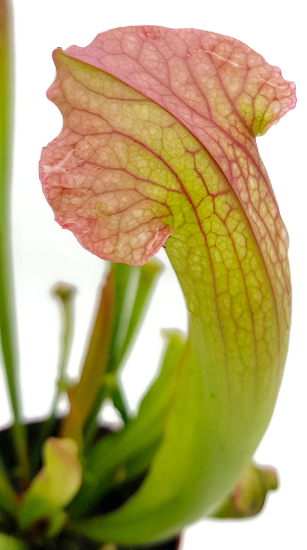Sarracenia X "Philadelphia"
