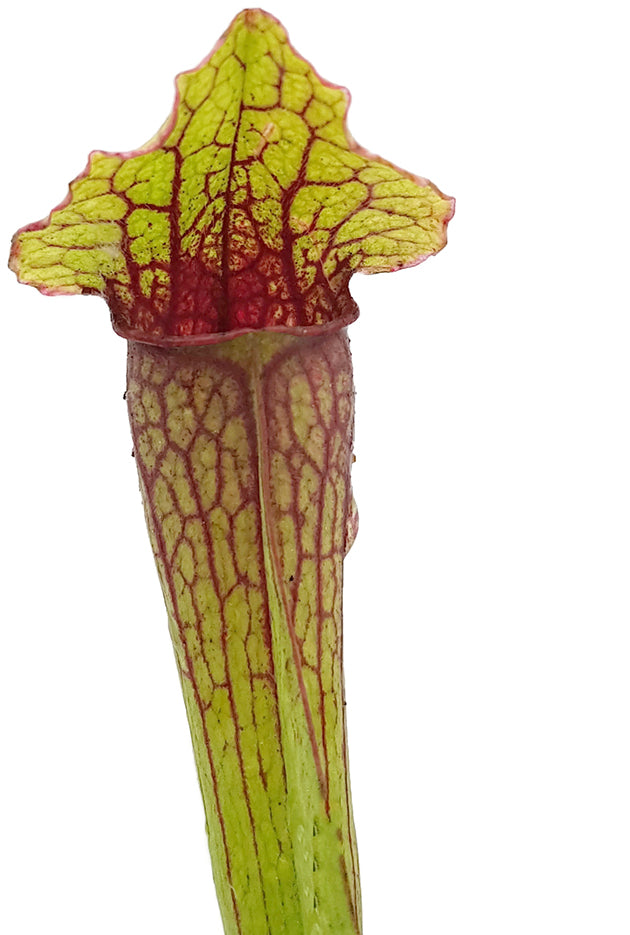 Sarracenia X "Philadelphia"