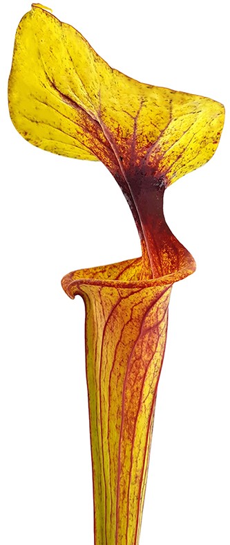 Sarracenia Flava var. Flava MK F32