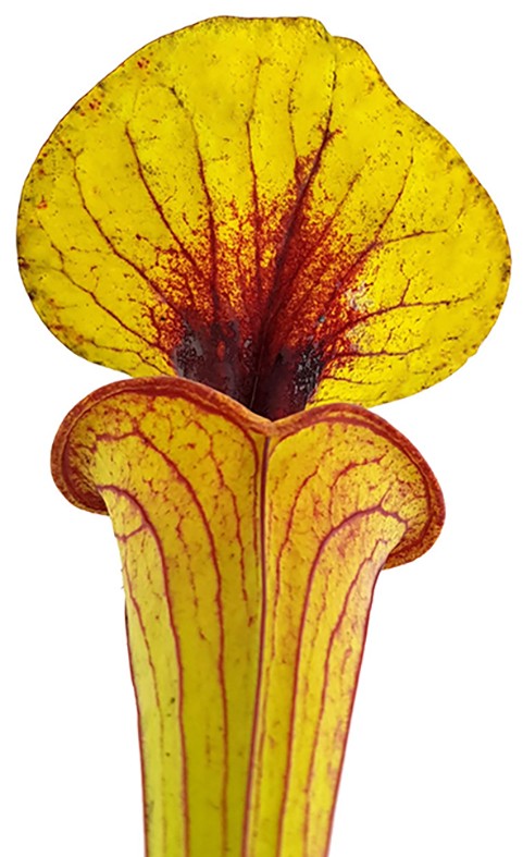 Sarracenia Flava var. Flava MK F32