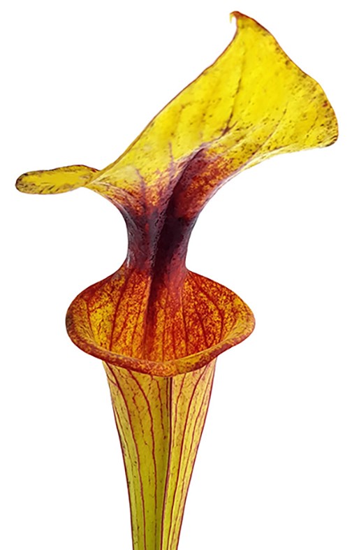Sarracenia Flava var. Flava MK F32