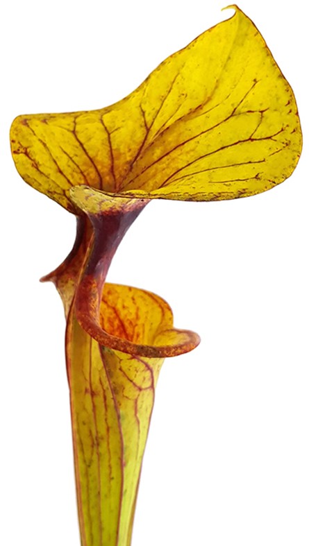 Sarracenia Flava var. Flava MK F32