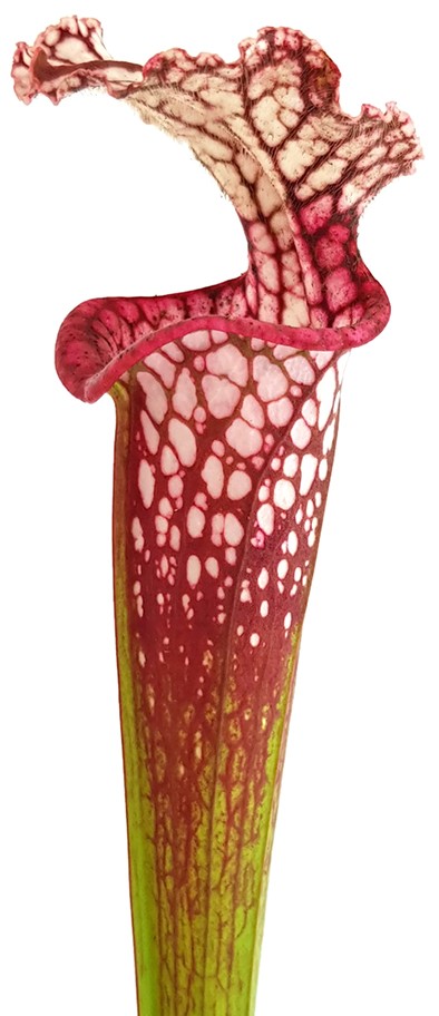 Sarracenia Leucophylla - Large Pink Lipped, Apalachicola FL, MK L18