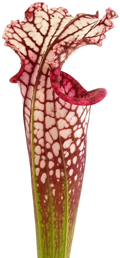 Sarracenia Leucophylla - Large Pink Lipped, Apalachicola FL, MK L18
