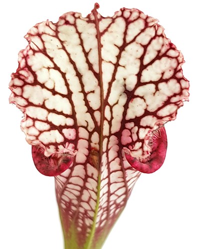 Sarracenia Leucophylla - Large Pink Lipped, Apalachicola FL, MK L18
