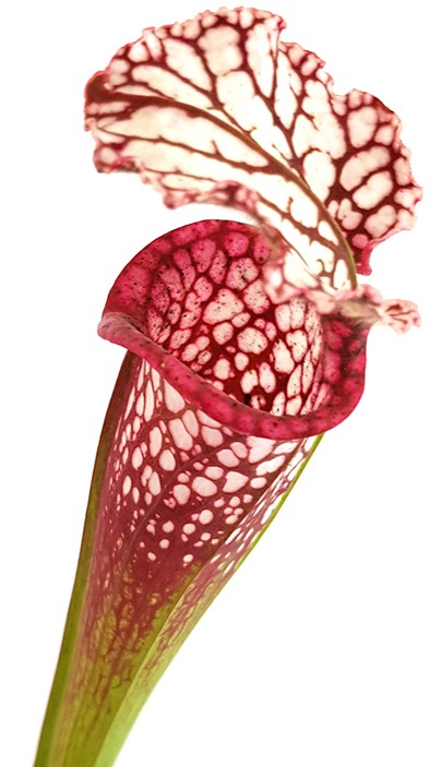 Sarracenia Leucophylla - Large Pink Lipped, Apalachicola FL, MK L18