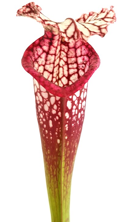Sarracenia Leucophylla - Large Pink Lipped, Apalachicola FL, MK L18