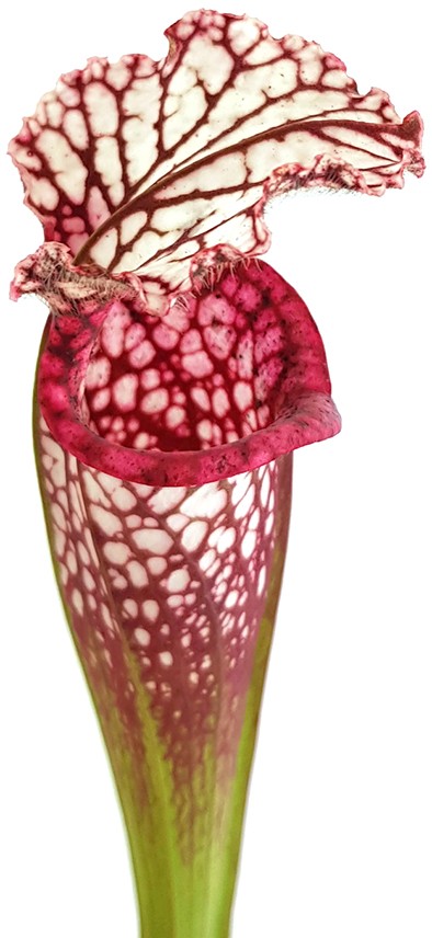 Sarracenia Leucophylla - Large Pink Lipped, Apalachicola FL, MK L18