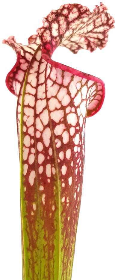 Sarracenia Leucophylla - Large Pink Lipped, Apalachicola FL, MK L18