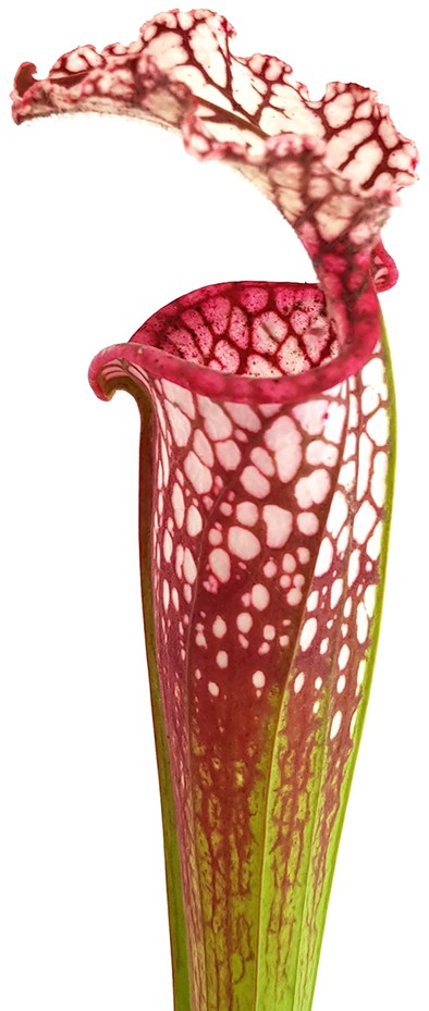 Sarracenia Leucophylla - Large Pink Lipped, Apalachicola FL, MK L18