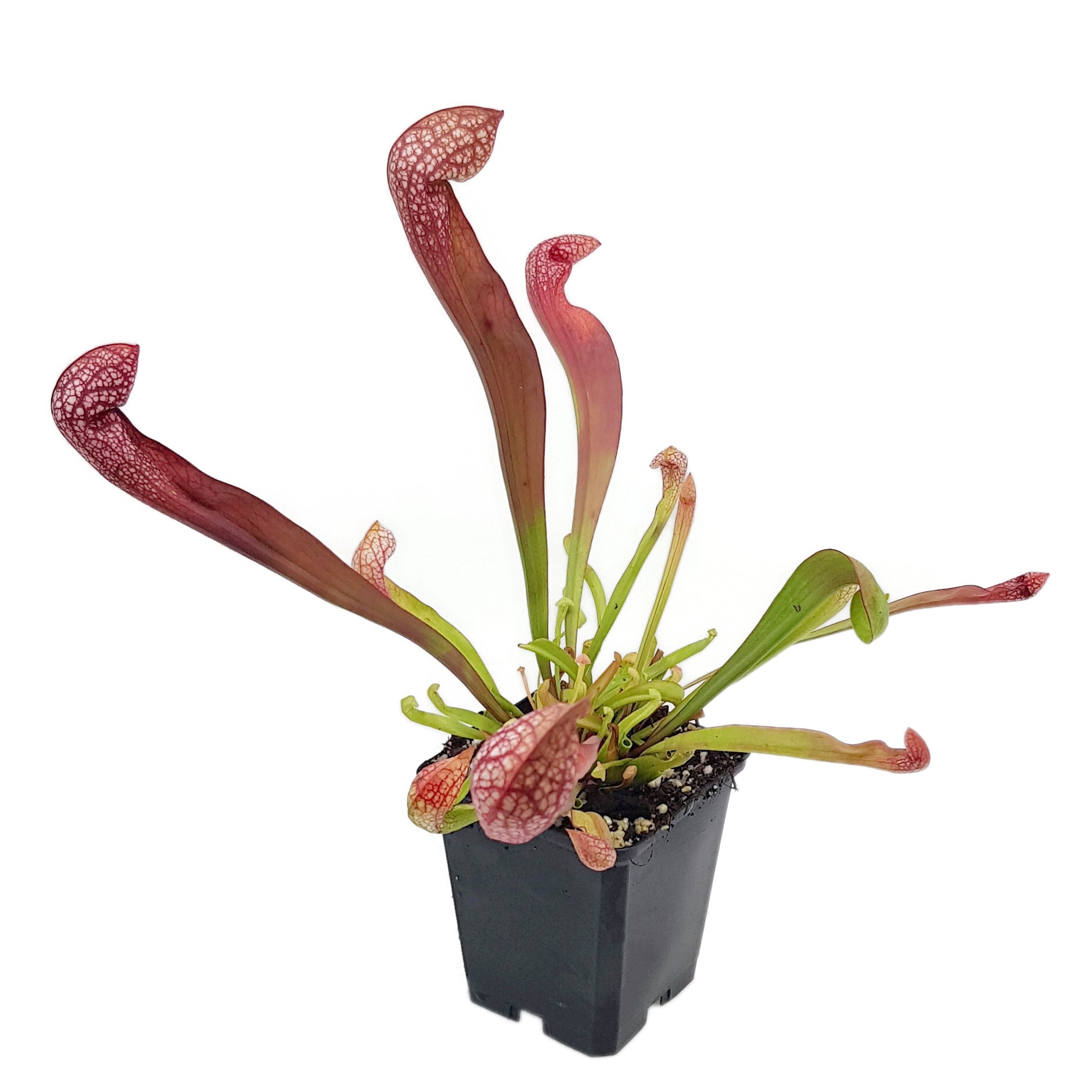 Sarracenia X cv. "Scarlett Belle"