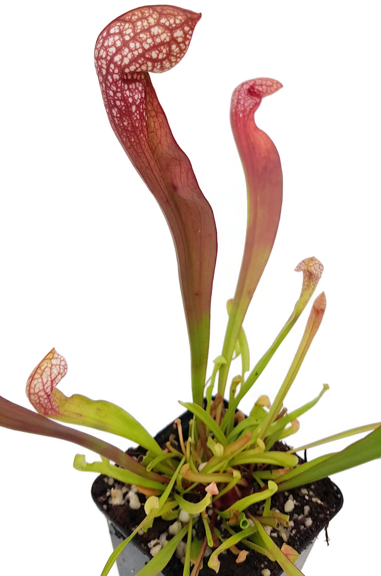 Sarracenia X cv. "Scarlett Belle"