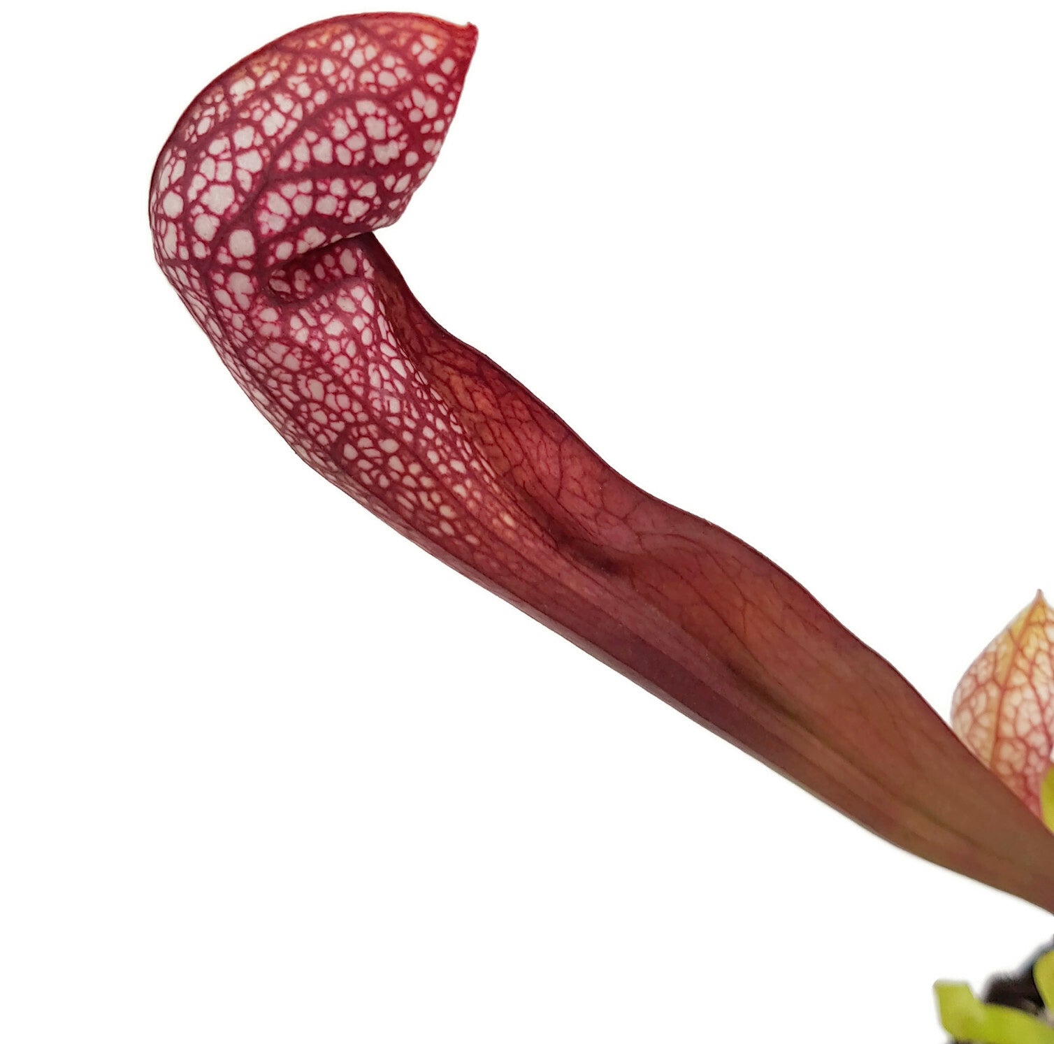 Sarracenia X cv. "Scarlett Belle"