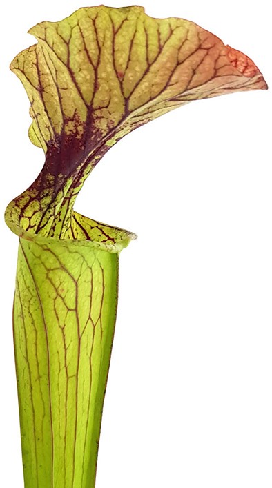 Sarracenia "Arthur Wheeler"
