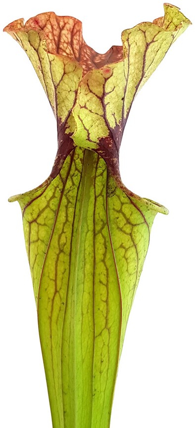 Sarracenia "Arthur Wheeler"