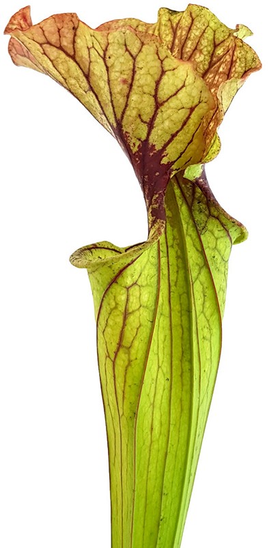 Sarracenia "Arthur Wheeler"