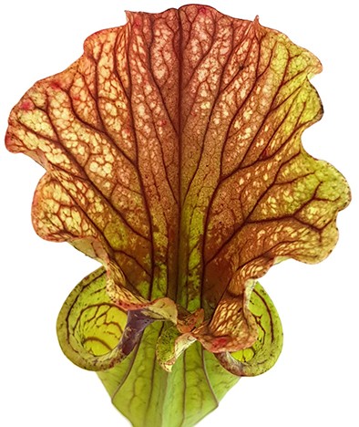 Sarracenia "Arthur Wheeler"