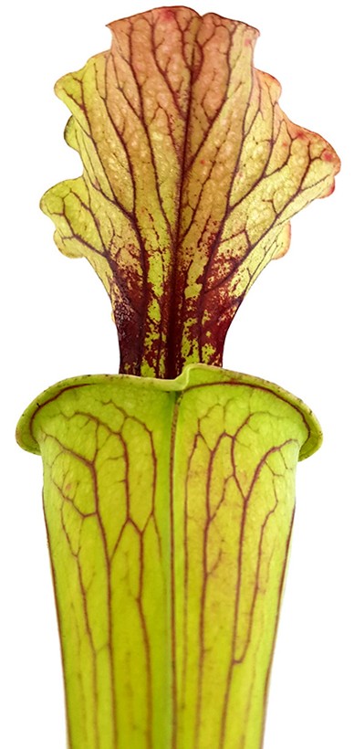 Sarracenia "Arthur Wheeler"