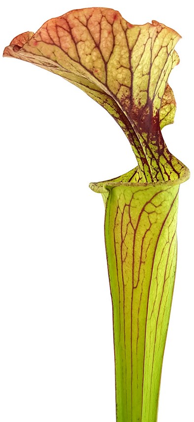 Sarracenia "Arthur Wheeler"